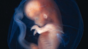 Um feto no útero.