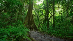 Um caminho que leva a uma densa selva de vegetação.