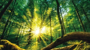Raios de sol brilhando através de uma floresta de árvores.