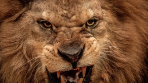 A face de um leão.