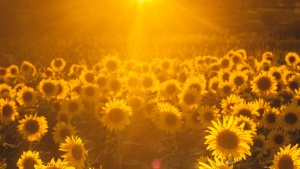 Um campo de girassol com um sol radiante no horizonte.