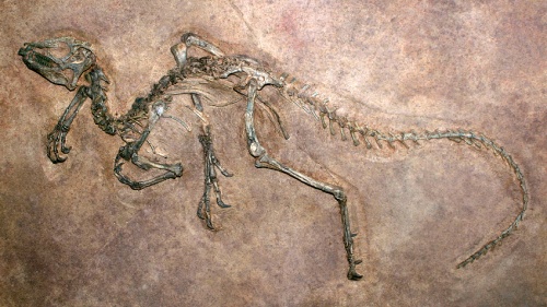 Dinosaur fossils embedded in a rock.