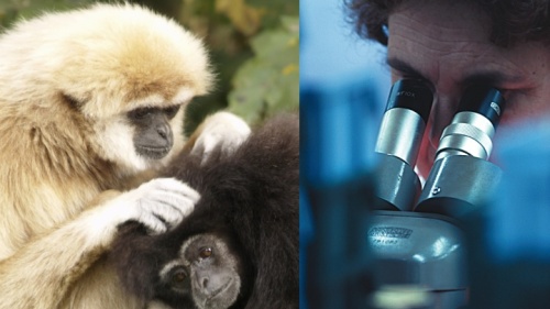 Um macaco limpando o outro. Um homem olhando através de um microscópio.