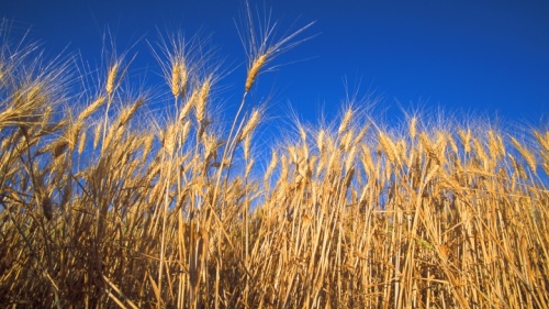 Campo de trigo