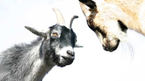 Duas cabras se enfrentam.
