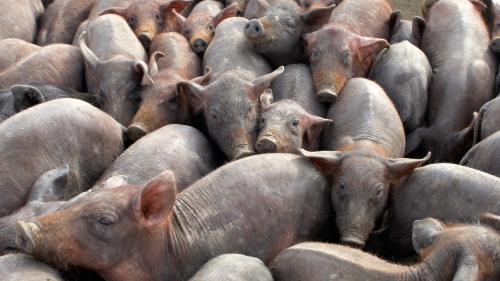 A herd of pigs packed together.