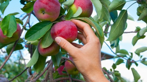 Uma mão escolhendo uma maçã de uma árvore.