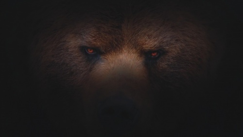 Os olhos de um urso.