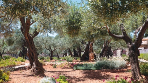 Jardim do Getsêmani
