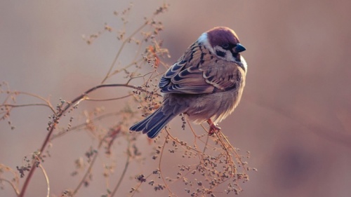 Um pássaro pequeno senta-se num galho.