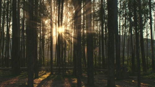 A luz do sol através árvores.