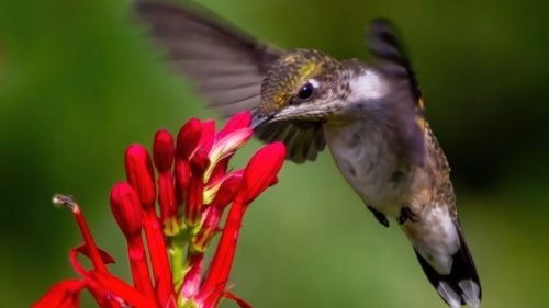 Um fotógrafo da natureza apelidou os colibris de "joias voadoras" e é assim que eles se parecem com suas penas iridescentes que brilham e mudam de cor dependendo do ângulo da luz.