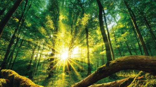Raios de sol brilhando através de uma floresta de árvores.