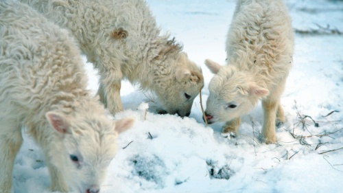 Ovelhas à procura de comida na neve.
