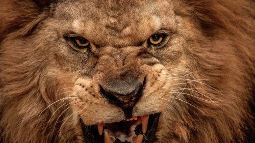 A face de um leão.