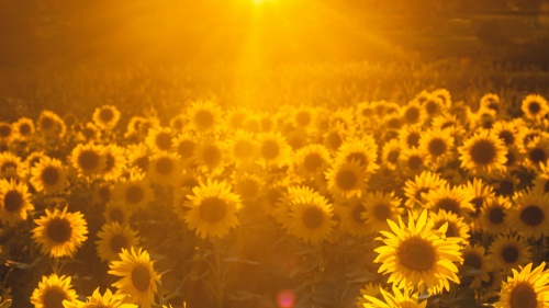 Um campo de girassol com um sol radiante no horizonte.