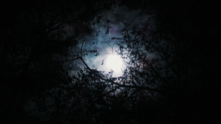 A lua entre os galhos de árvores.
