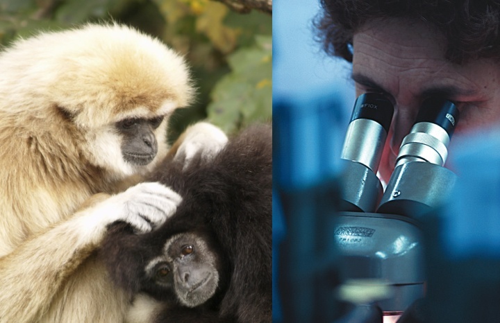 Um macaco limpando o outro. Um homem olhando através de um microscópio.