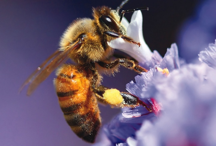 Uma abelha em uma haste de flor.