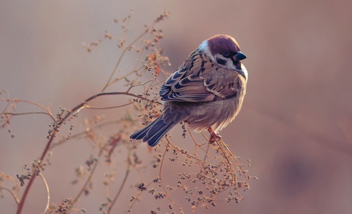 Um pássaro pequeno senta-se num galho.