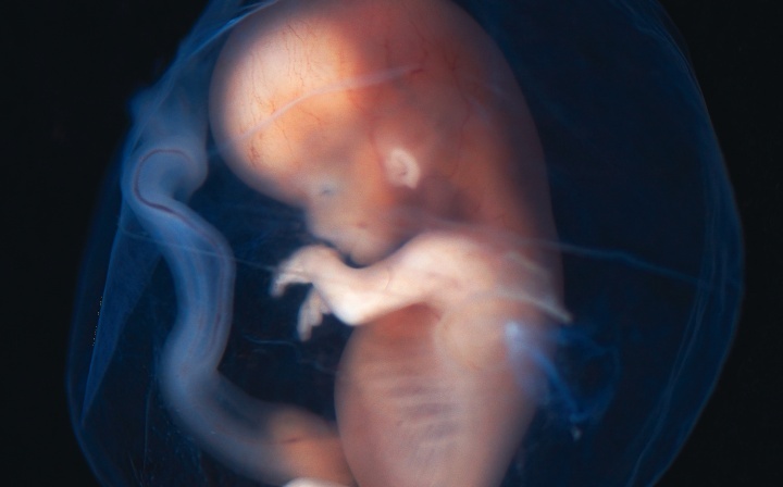 Um feto no útero.