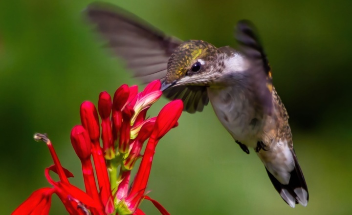 Um fotógrafo da natureza apelidou os colibris de "joias voadoras" e é assim que eles se parecem com suas penas iridescentes que brilham e mudam de cor dependendo do ângulo da luz.