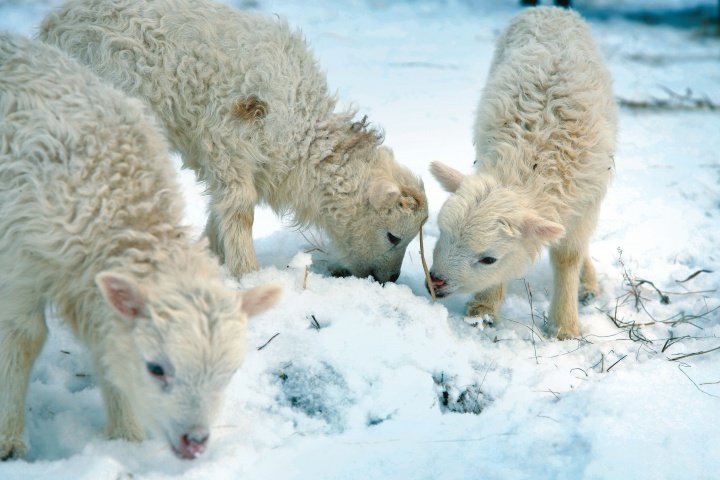 Ovelhas à procura de comida na neve.
