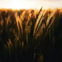 Uma imagem aproximada que destaca uma lavoura de trigo.