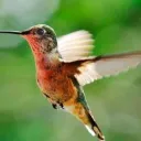 Beija-flores: Como eles fazem isso?