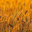 A extraordinária lição da Festa das Primícias de Deus