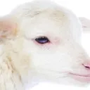 Lamb