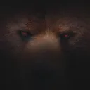 Os olhos de um urso.