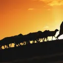 Uma silhueta de um pastor guiando ovelhas por um morro acima.