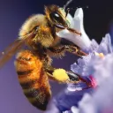 Uma abelha em uma haste de flor.