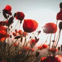 Um campo de flores de papoula.