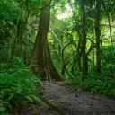 Um caminho que leva a uma densa selva de vegetação.