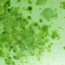 Vírus sob um microscópio.