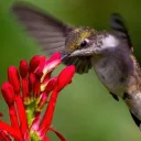 Um fotógrafo da natureza apelidou os colibris de "joias voadoras" e é assim que eles se parecem com suas penas iridescentes que brilham e mudam de cor dependendo do ângulo da luz.