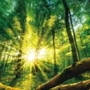 Raios de sol brilhando através de uma floresta de árvores.