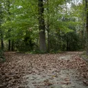 Um caminho coberto de folhas que se divide e segue em duas direções.