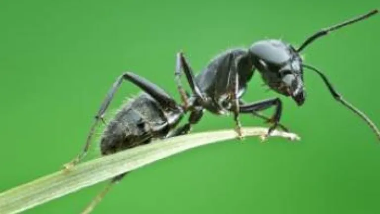 Algo mais a se Ponderar sobre a Formiga Algo mais a se Ponderar sobre a Formiga