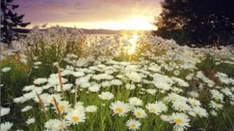 Chegando brevemente: O Milênio Magnífico!