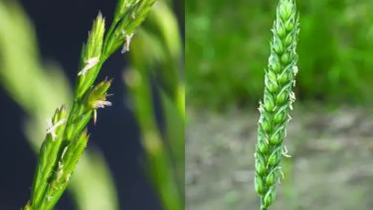 Wheat and Tares