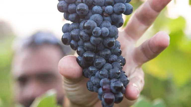 Um homem buscando um cacho de uvas numa videira.