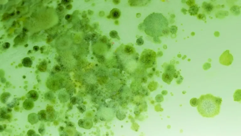 Vírus sob um microscópio.