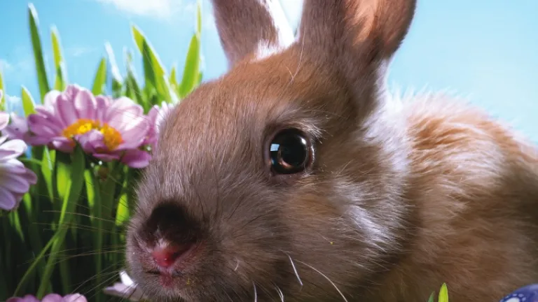 Um coelho e alguns ovos de páscoa.