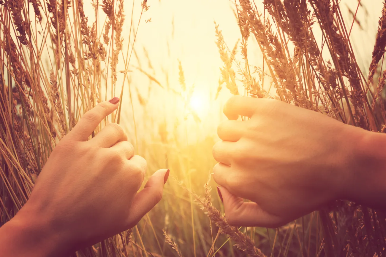 looking at the sunrise through a grassy field