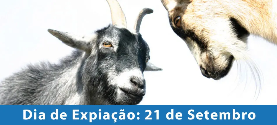 Duas cabras se enfrentam.