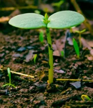 Seedling growing