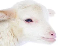 Lamb